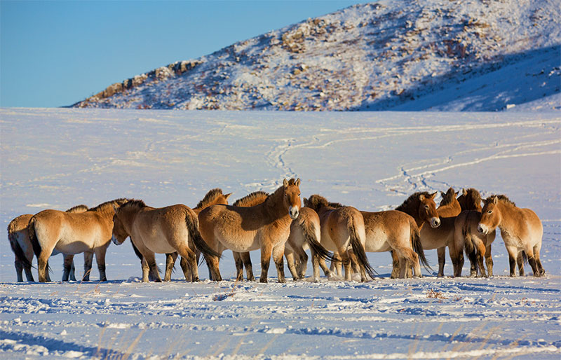 wild horse mongolia in january 
